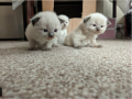 ragdoll-kitten-small-2