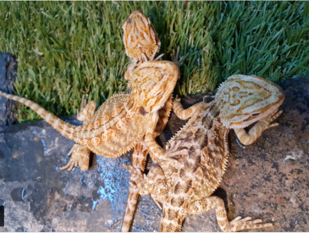 reptiles-citrus-bearded-dragon-babies-big-2