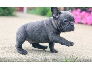 Cute French Bulldog Puppies For Sale.