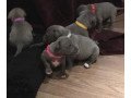 staffordshire-bull-terrier-pups-for-sale-small-0