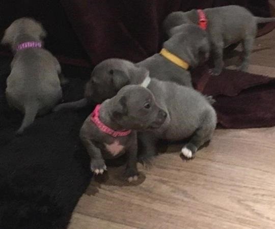 staffordshire-bull-terrier-pups-for-sale-big-0