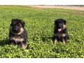 german-shepherd-puppies-small-0