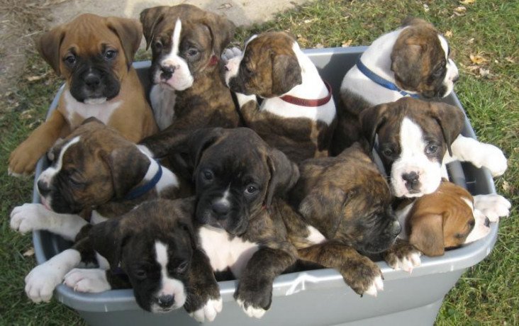 stunning-quality-boxer-puppies-for-sale-big-0
