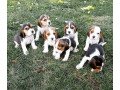 beautiful-beagle-puppies-small-0