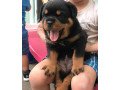 quality-champion-lines-rottweiler-puppies-small-0