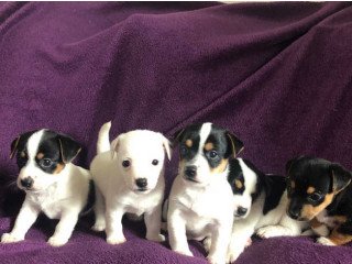 Beautiful Jack Russell Puppies For Sale