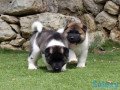 quality-akita-pups-for-sale-small-0