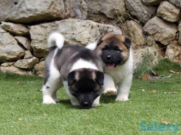 quality-akita-pups-for-sale-big-0