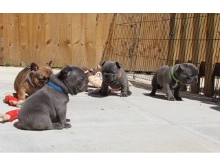 Four beautiful pedigree Reg French Bulldog Puppies