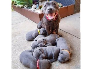 RESPONSIBLE OWNERS ONLY!!Staffordshire Blue Terrier Pups For Sale