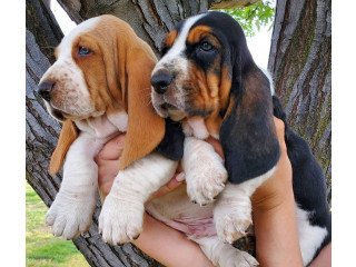 Kc Registered Basset Hound Puppies For Sale