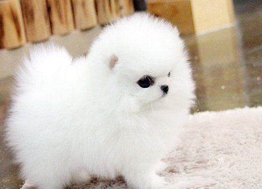 4 Super Tiny Pomerania Puppies, Luton