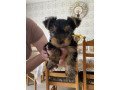 top-quality-yorkshire-terrier-pups-small-0