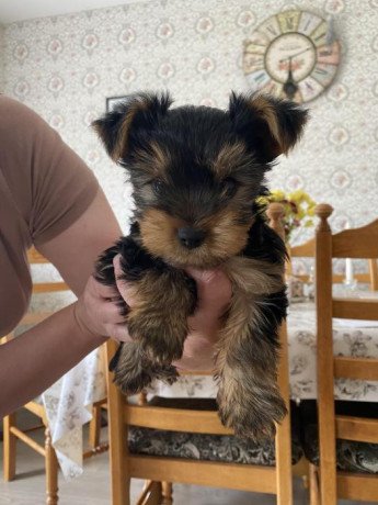 top-quality-yorkshire-terrier-pups-big-0