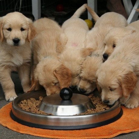 adorable-golden-retriever-puppies-big-0