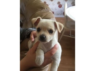 Chihuahua Pups FOR Sale