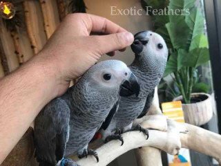 Hand Reared African Grey Parrots For Sale.