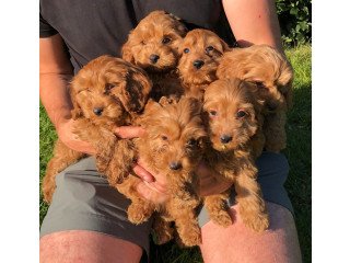 Adorable cockapoo for rehoming