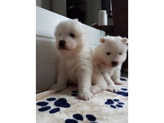 Cute Samoyed for sale