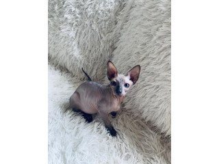 Sphynx and Bengal kittens available for adoption