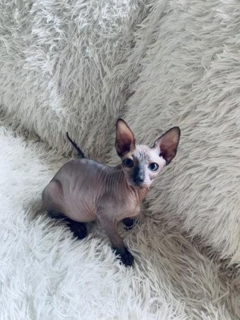sphynx-and-bengal-kittens-available-for-adoption-big-0