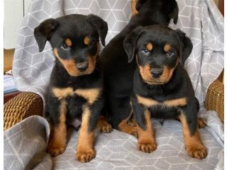Rottweiler  for rehoming