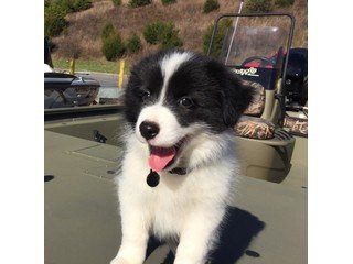 border-collie-now-for-rehoming-big-0
