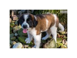 Saint Bernard male and female for rehoming