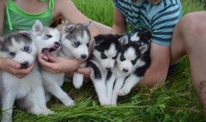 amazing-siberian-husky-puppies-big-0