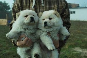 pure-chow-chow-puppies-big-0