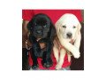 beautiful-labrador-puppies-for-sale-small-0