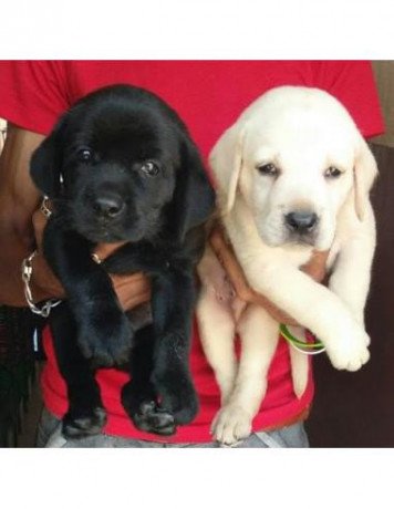 beautiful-labrador-puppies-for-sale-big-0
