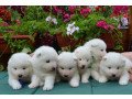 stunning-samoyed-pups-small-0