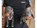 blue-staffordshire-bull-terrier-puppies-for-sale-small-0