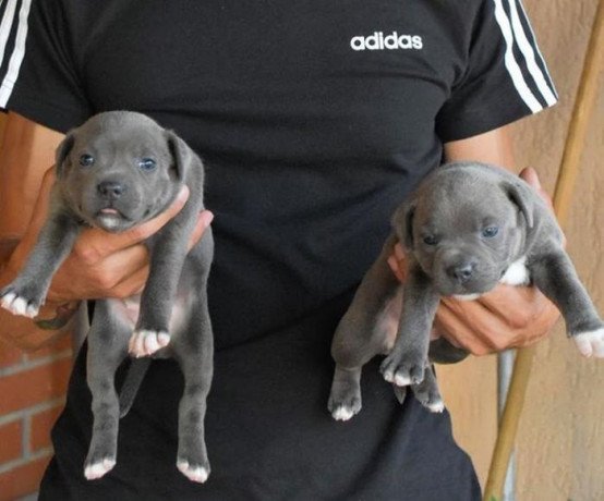 blue-staffordshire-bull-terrier-puppies-for-sale-big-0