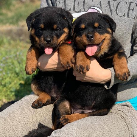 lovely-rottweiler-puppies-for-adoption-big-0