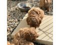 cavapoo-puppies-available-small-0