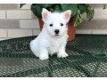 westies-puppies-for-sale-small-0