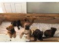 kc-bullmastiff-puppies-for-sale-small-0