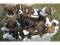 stunning-quality-boxer-puppies-for-sale-small-0