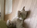 adorable-bichon-frise-puppys-for-sale-small-0