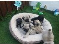 beautiful-pug-puppys-for-sale-small-0