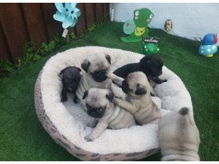 Beautiful Pug Puppys For Sale