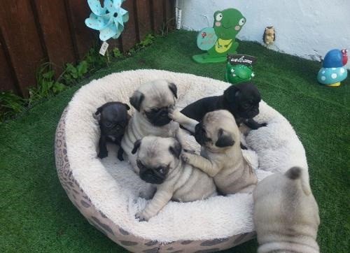 beautiful-pug-puppys-for-sale-big-0