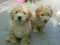doodles-puppies-447440524997-small-0