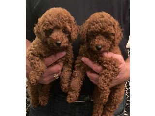 Miniature Poodle puppies