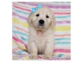 adorable-gordern-retriever-puppies-for-rehoming-small-0