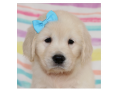 adorable-gordern-retriever-puppies-for-rehoming-small-1