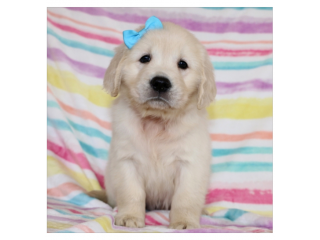Adorable gordern retriever puppies for rehoming