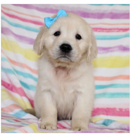 adorable-gordern-retriever-puppies-for-rehoming-big-0